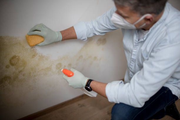 Best Same-Day Mold Removal  in Diberville, MS